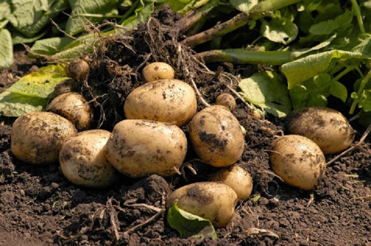 Украинцам пора готовиться к подорожанию картофеля