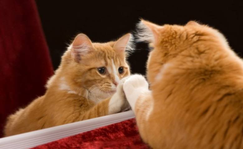 Видят ли себя в зеркале кошки – ответ ученых
