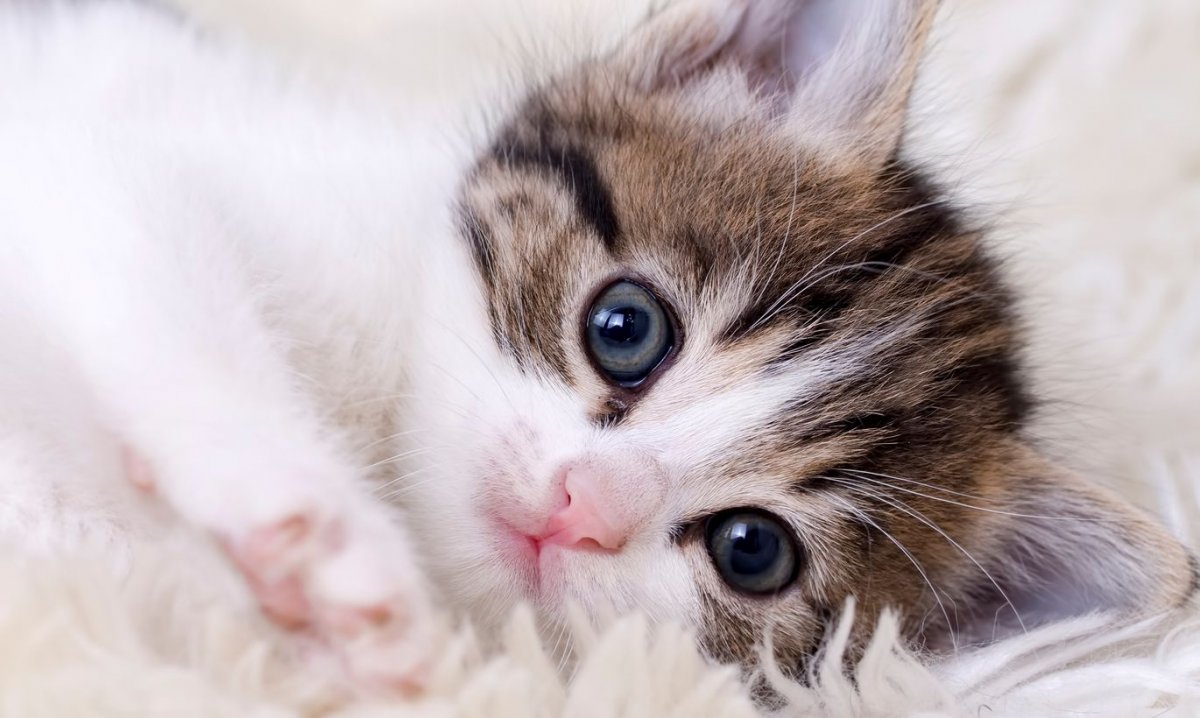 Кошатникам на заметку: что может существенно сократить жизнь кошке