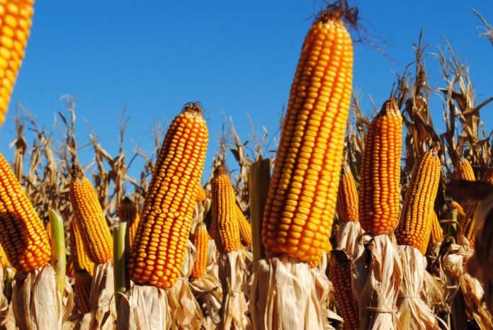 Министерство экономики снизило прогноз урожая зерновых