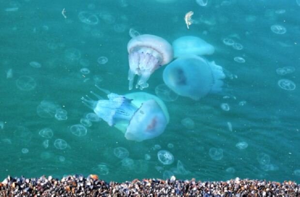 Жалят и оставляют ожоги: гигантские медузы атаковали море под Одессой