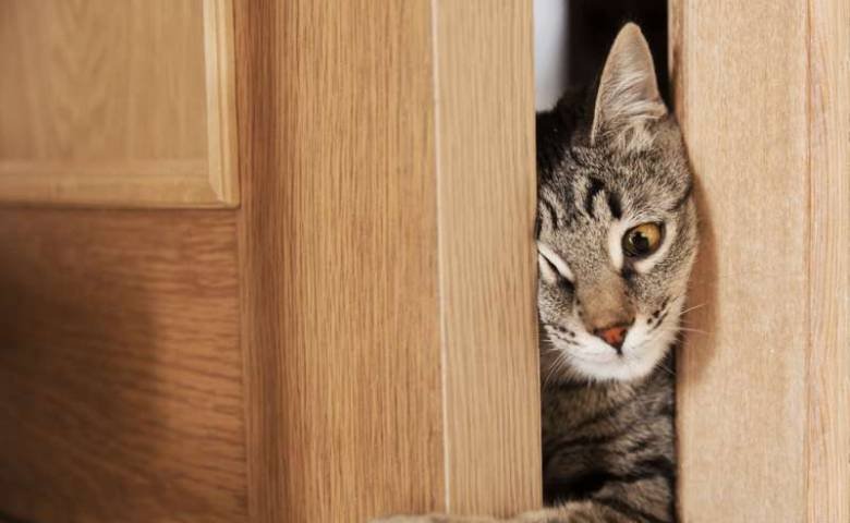 Почему кошки не любят закрытые двери