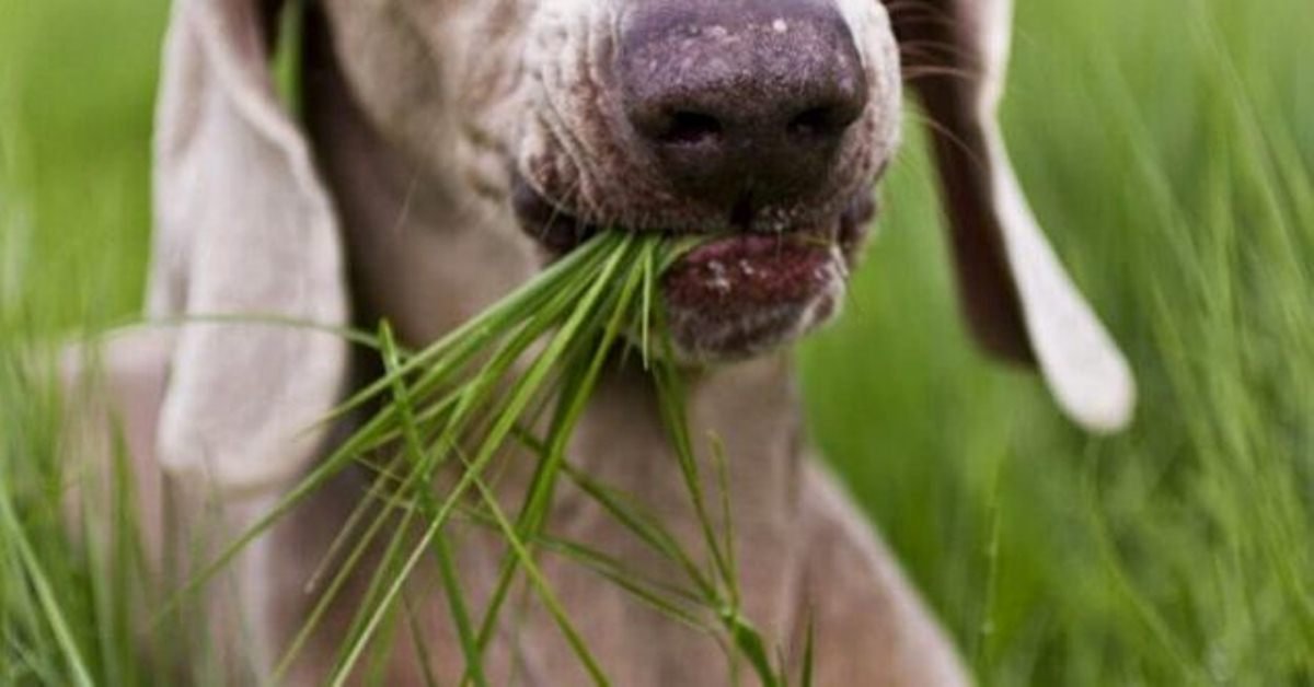 Ученые узнали, зачем собаки едят траву