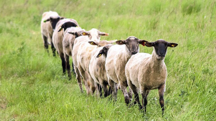 Робот-пастух «научился» следить за отарой овец