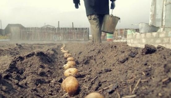 Людей не жалко? Фермеры начали обрабатывать землю в Чернобыльской зоне