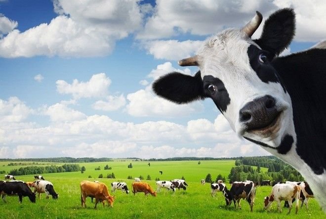 Подборка интересных фактов о коровьем молоке
