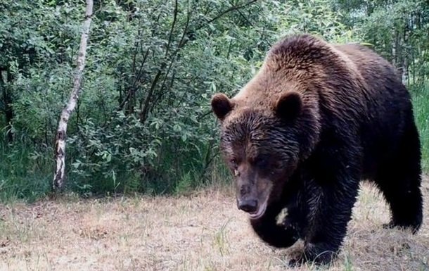 В Чернобыльской зоне были замечены бурые медведи
