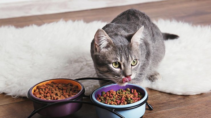 Ученые рассказали, сколько раз в день кормить кошек