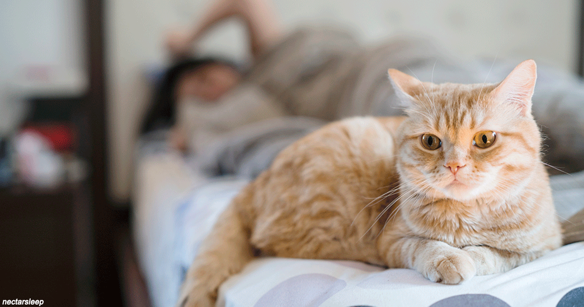 О чем необходимо помнить, если спите с кошкой в кровати