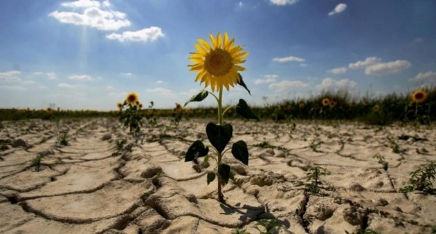 Народный синоптик назвал год, когда в Украине начнется сильная засуха