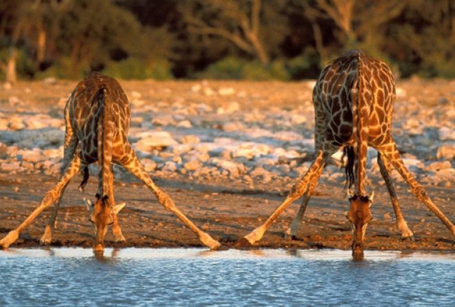 Подборка малоизвестных фактов о загадочных жирафах