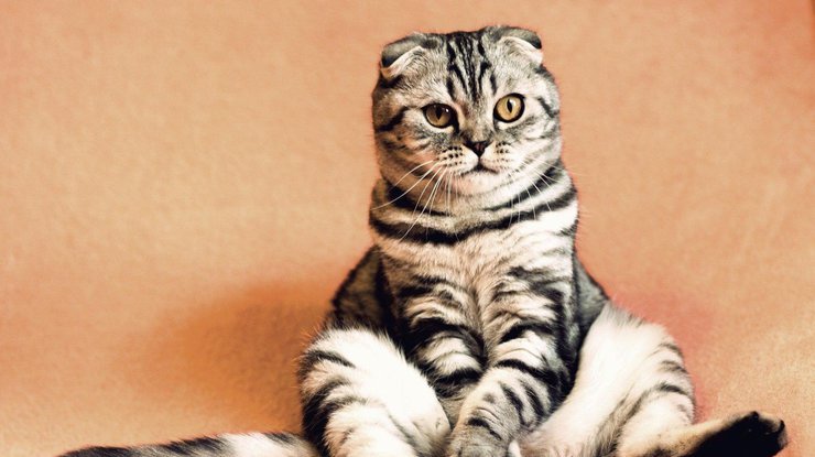 Ученые придумали необычный способ коммуникации с кошками