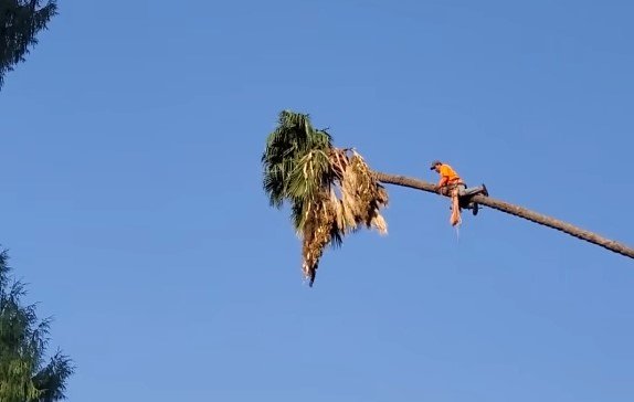 Мужчина решил обрезать верхушку пальмы и отправился в "полет"