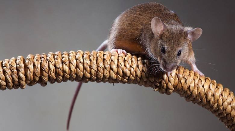 Как зимой защитить дачу от мышей: проверенные способы