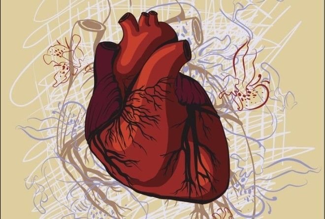 Малоизвестные, но интересные факты о человеческом сердце