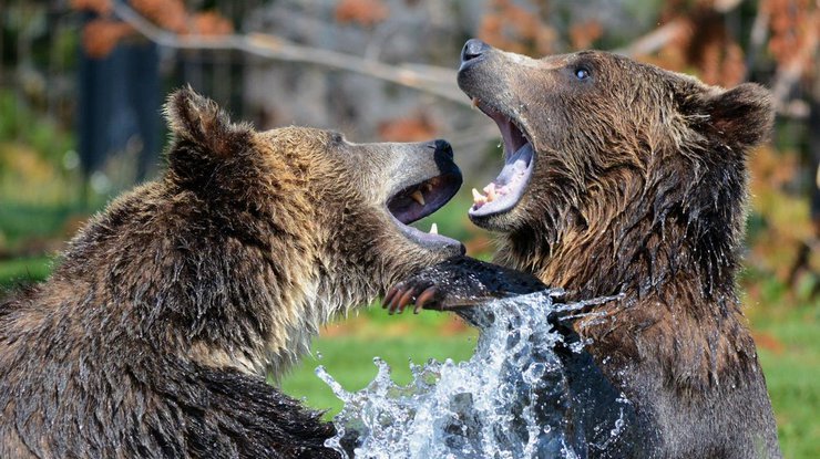 Хищные медведи растерзали смотрителя зоопарка на глазах у туристов