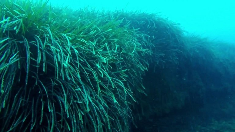 Ученые обнаружили в океане водоросли, которые убивают всё живое