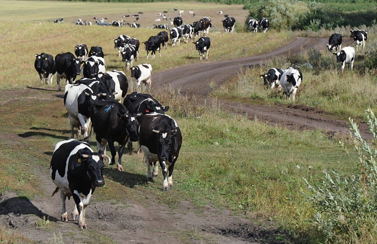 Украинцам могут позволить продавать самогон, если у них будет корова