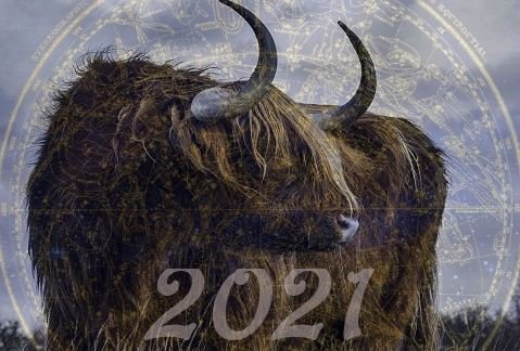 Животное-покровитель 2021 года: ждем перемен