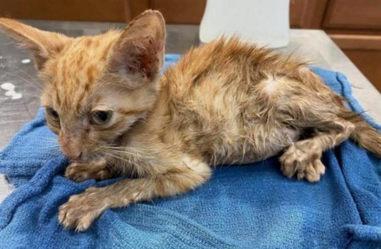 Девушка спасла истощенного котенка и показала, как они изменился за месяц