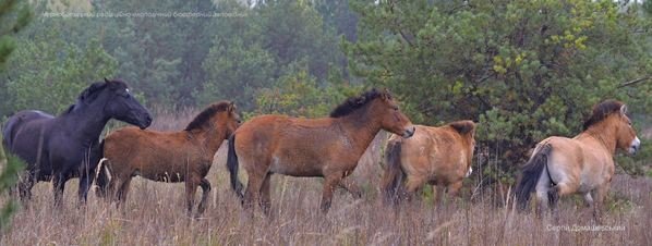 табун лошадей Пржевальского, Чернобыльский заповедник