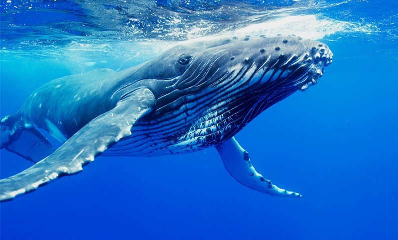 У Калифорнии горбатый кит ненароком проглотил каякера