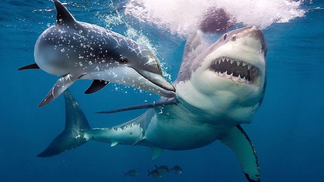 Вот почему акулы панически боятся дельфинов