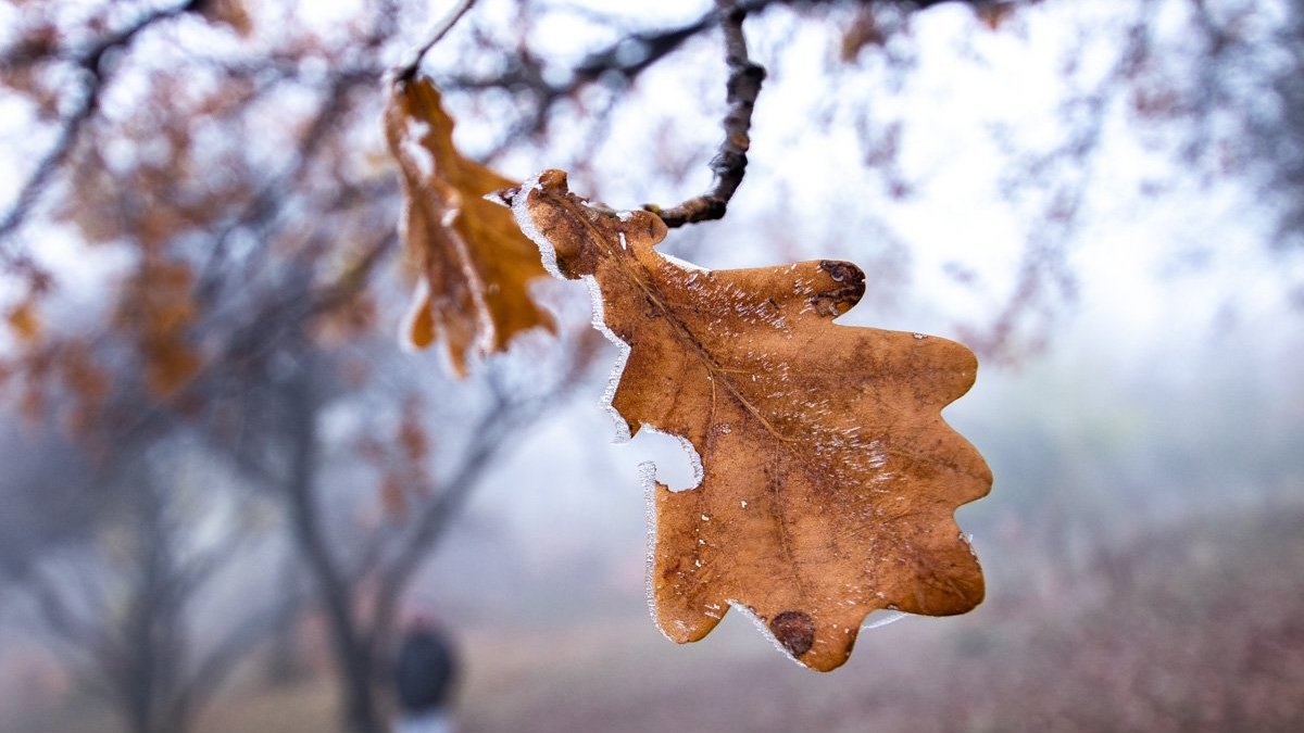 В Украине похолодает уже на этой неделе: озвучен прогноз погоды