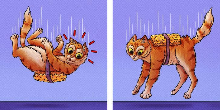 Ученые узнали, как кошкам удается всегда приземляться на лапы