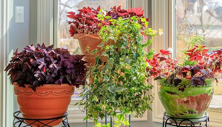 Шесть растений, способных принести удачу в дом