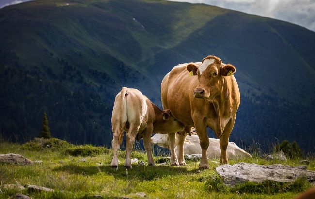 В Украине выведена новая порода коров: что умеют животные