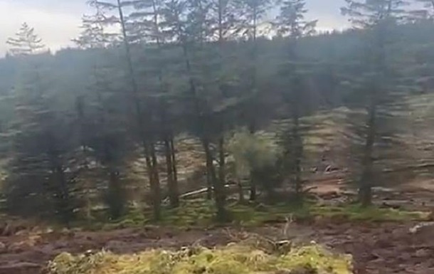 Движущийся лес удалось заснять на камеру