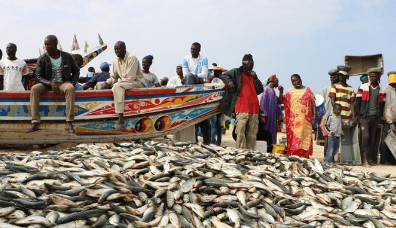 Принесли из моря: сотни рыбаков поразила загадочная болезнь
