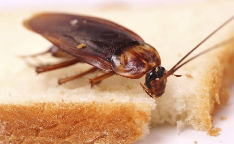 С помощью каких запахов можно выгнать из дома тараканов