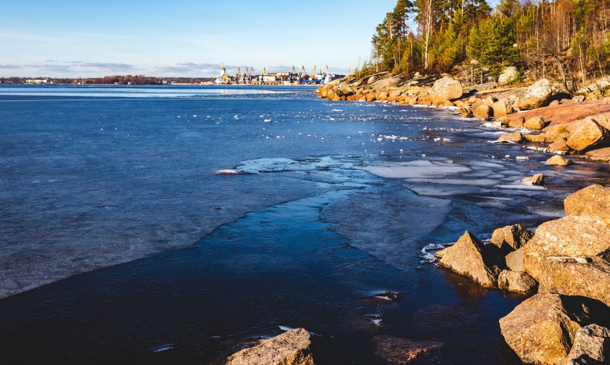 На берегу Финского залива обнаружили останки загадочного существа