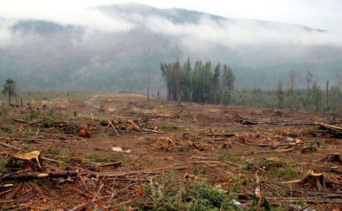 Незаконная вырубка украинских лесов выросла в семь раз
