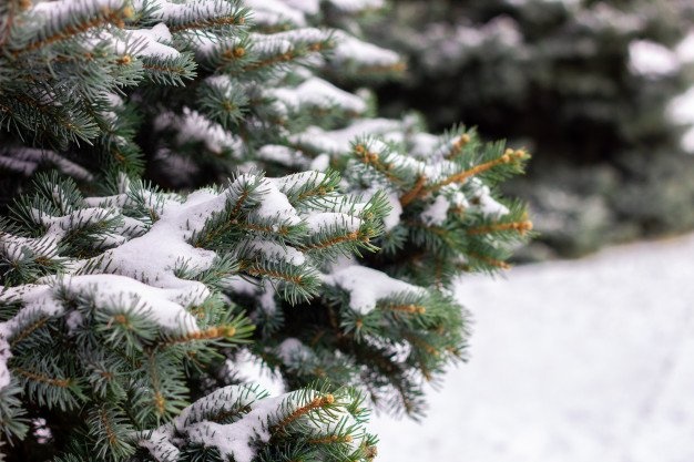 Погода на Рождество: синоптики рассказали, стоит ли ждать снега