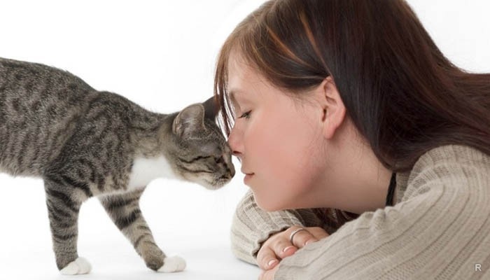 Почему ветеринары просят не смотреть кошке прямо в глаза
