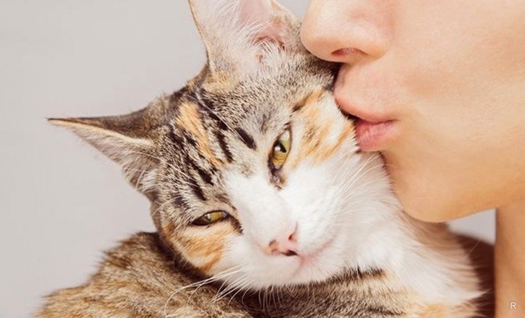 Целуя кошку, человек рискует серьезно заболеть – медики