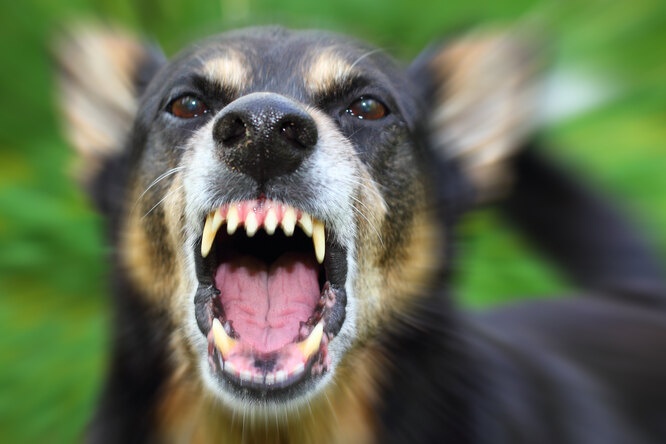 Породы собак, у которых самые мощные челюсти