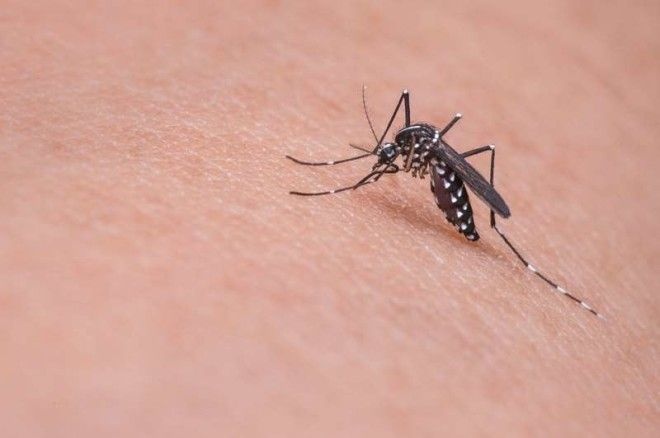 Стали известны причины, по которым комары выбирают "жертв"