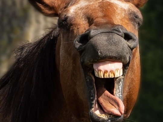 В Петербурге лошадь откусила нос мужчине