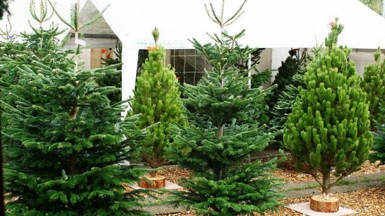 В Киеве появятся 178 пунктов по продажам елок и новогодних украшений