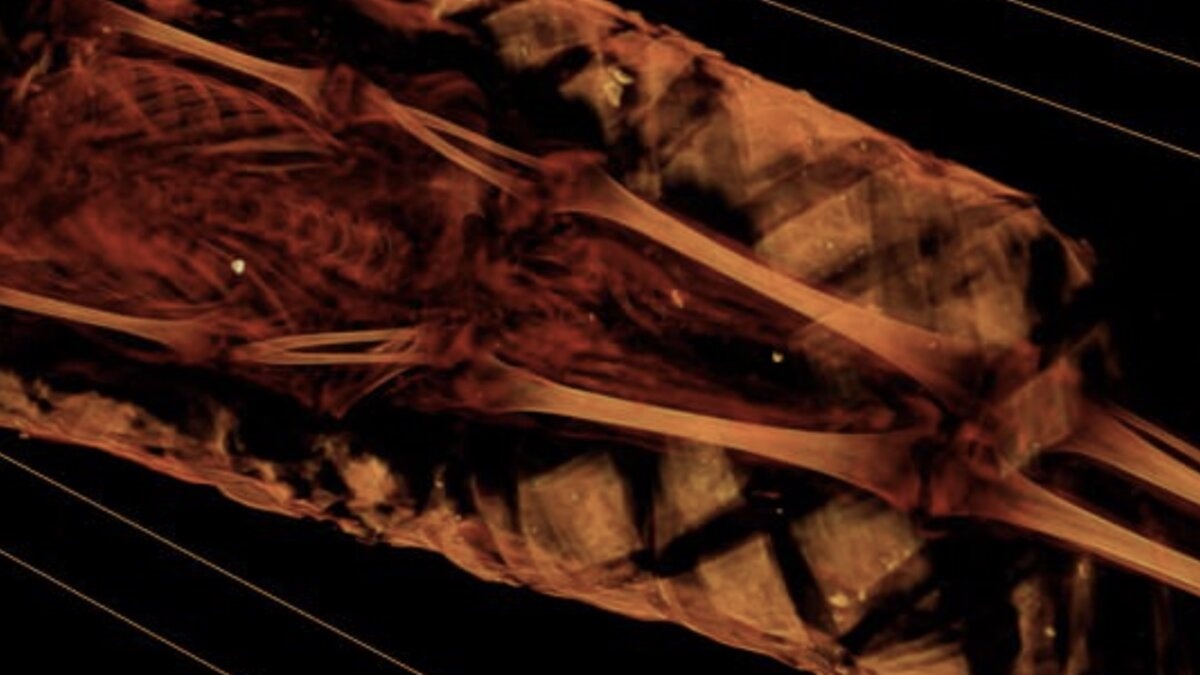 Рентген показал, что находится внутри 1900-летней египетской мумии