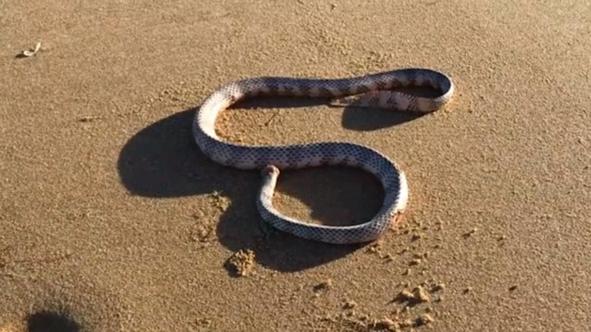 Безголовая змея атаковала мужчину в Австралии