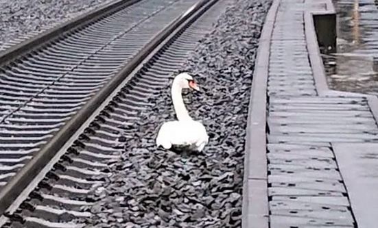 Лебедь остановил десятки поездов:  оплакивал свою погибшую подругу