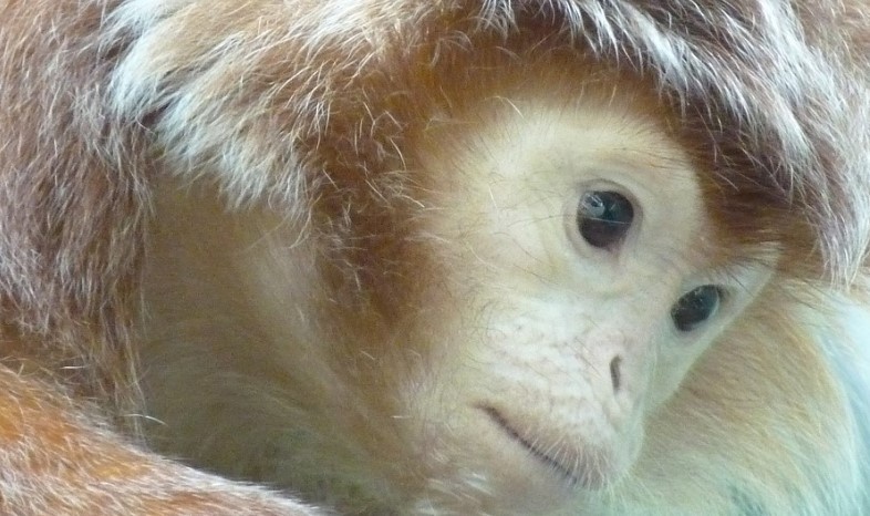 Ученые обнаружили еще одно сходство обезьяны и человека