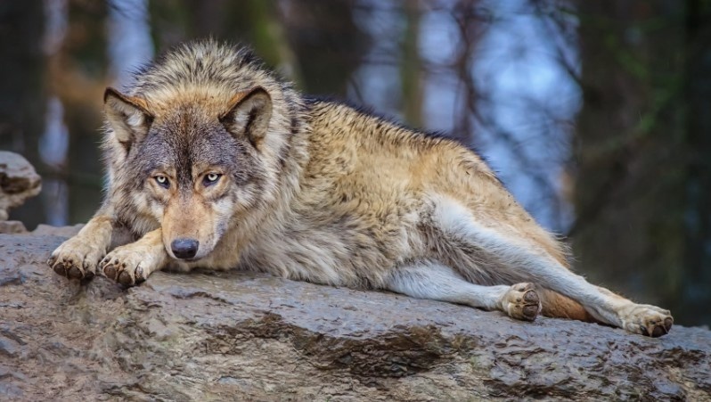 Бесстрашная собака погибла, спасая от волка своего 10-летнего хозяина