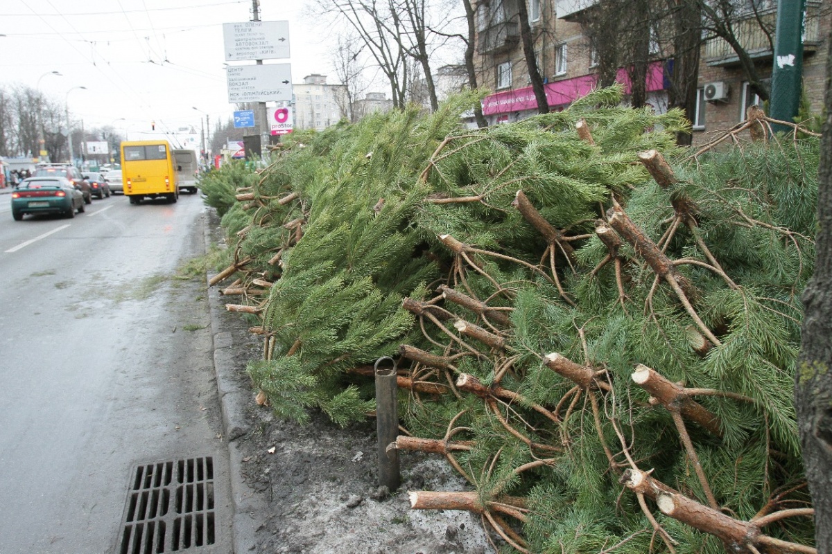 В Киеве стартовал сезон продаж новогодних елок