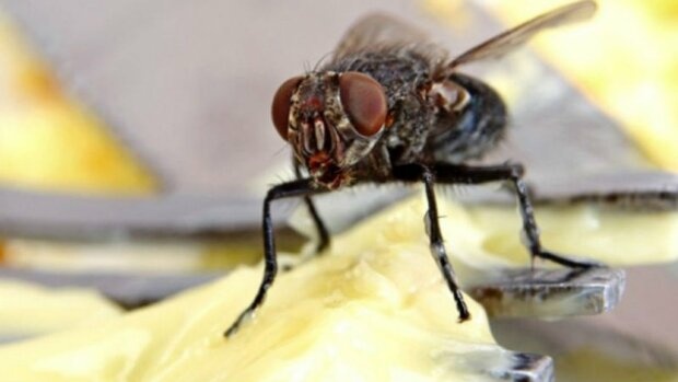 Почему мухи летят туда, где плохо пахнет – ответ ученых
